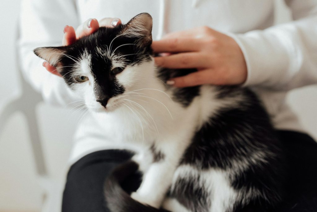 why do cats sit on your chest