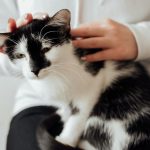 why do cats sit on your chest